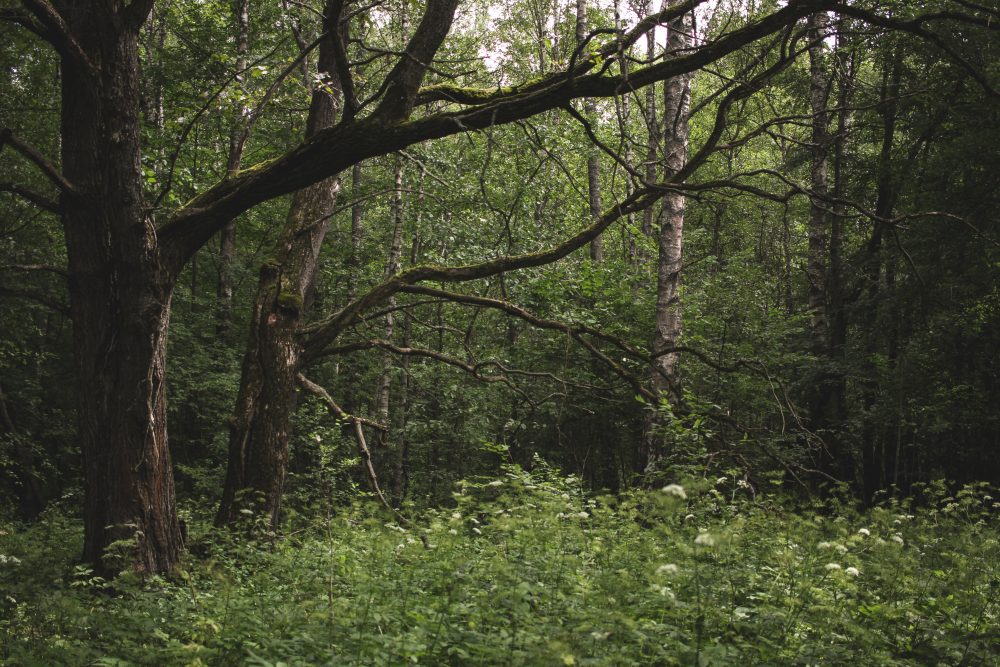 Ушел в лес за грибами | Вне рубрик Konstantin Orekhov | OKEBLOG