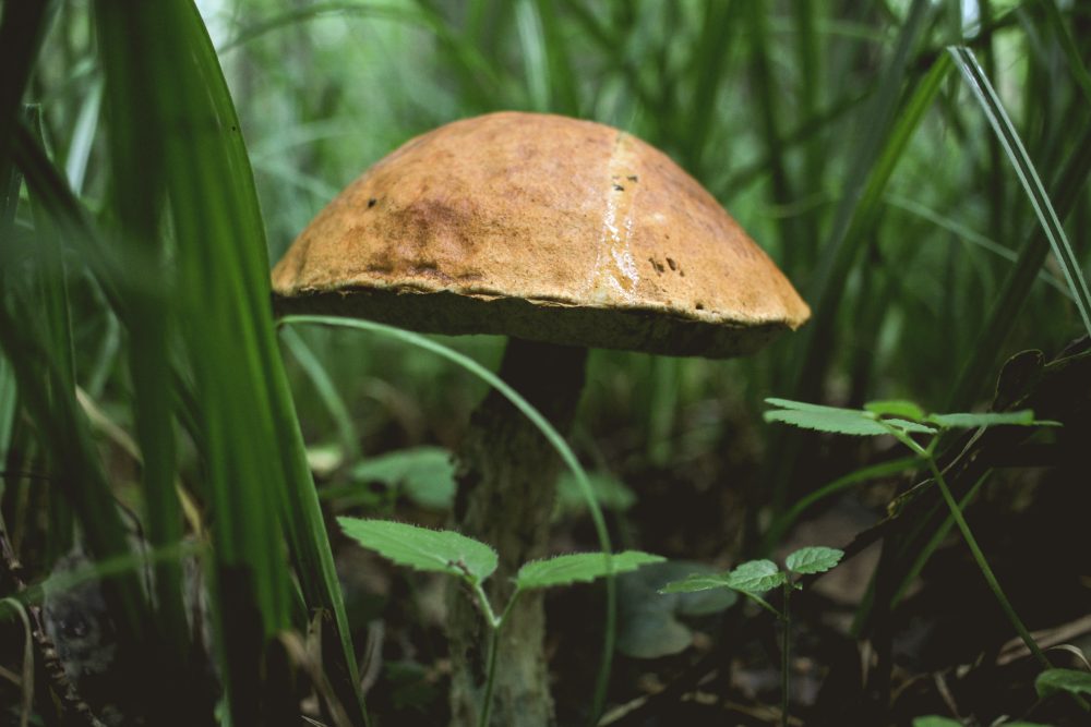 Ушел в лес за грибами | Вне рубрик Konstantin Orekhov | OKEBLOG